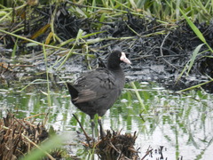 Fulica atra