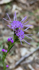 Liatrinae