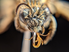 Melissodes tristis