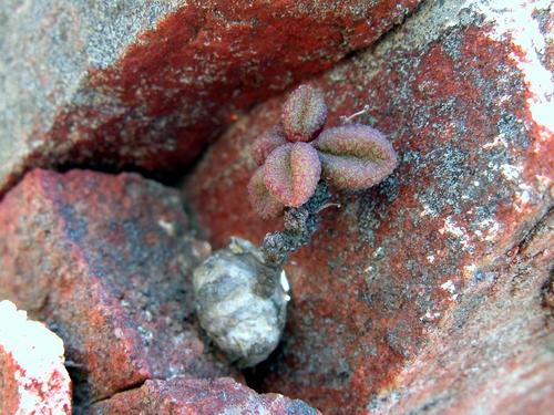 Tylecodon similis