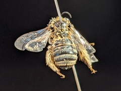 Melissodes tristis