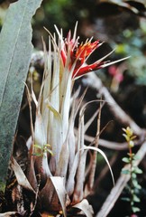 Tillandsia turneri