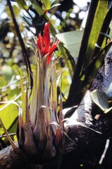 Tillandsia turneri