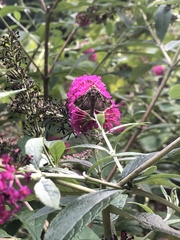 Ctenoplusia oxygramma