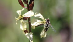 Austroscaeva melanostoma