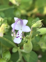 Trichostema nesophilum