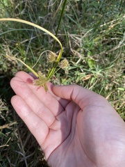 Cyperus echinatus