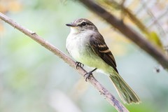 Phylloscartes kronei