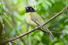 Carpornis melanocephala