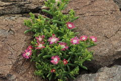 Delosperma multiflorum