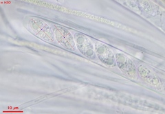 Lanzia luteovirescens