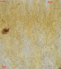 Lanzia luteovirescens