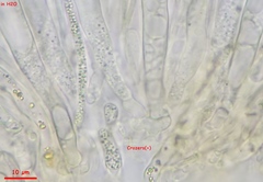 Lanzia luteovirescens