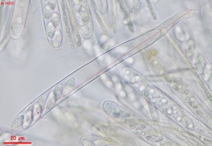 Lanzia luteovirescens