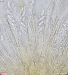 Lanzia luteovirescens