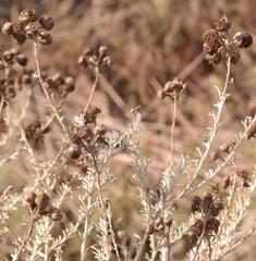 Pentzia trifida