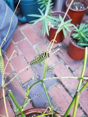Papilio polyxenes
