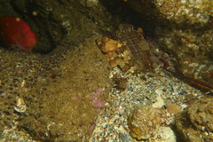 Scorpaena guttata