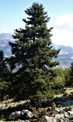 Abies cephalonica