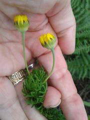 Euryops pinnatipartitus
