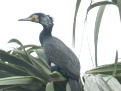 Phalacrocorax carbo