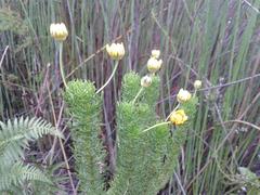 Euryops pinnatipartitus