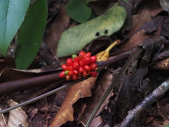 Arisaema quinatum