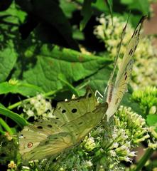 Protogoniomorpha parhassus