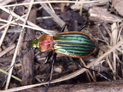 Carabus lineatus lateralis