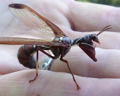 Pseudoclimaciella