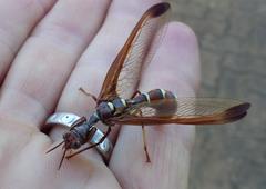 Pseudoclimaciella