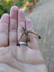 Pseudoclimaciella