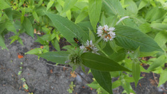 Strangalepta abbreviata