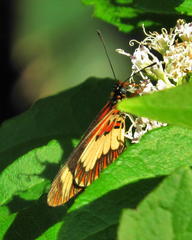 Acraea cabira
