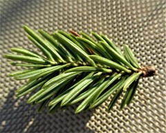 Abies cephalonica