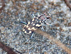 Lophyra vivida