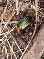 Carabus lineatus lateralis