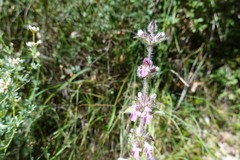 Stachys heraclea