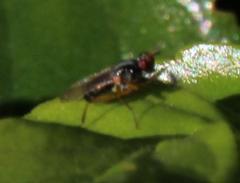 Anaphalantus longicornis