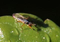 Anaphalantus longicornis