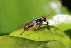 Anaphalantus longicornis