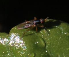 Anaphalantus longicornis