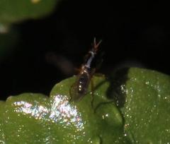 Anaphalantus longicornis