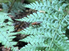 Dryomyzidae