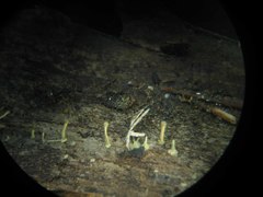 Trichoderma flavipes