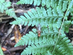 Dryomyzidae