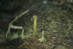 Trichoderma flavipes