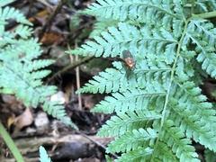 Dryomyzidae