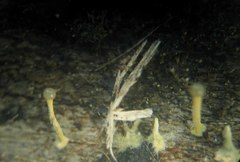 Trichoderma flavipes