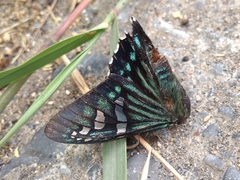 Phocides urania